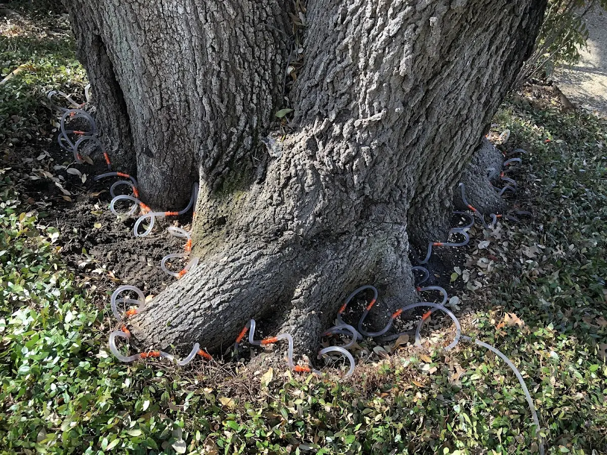Detailed Tree Cabling and Bracing job site in Saint John